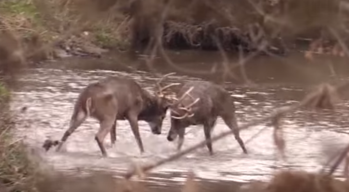 Greatest whitetail fight